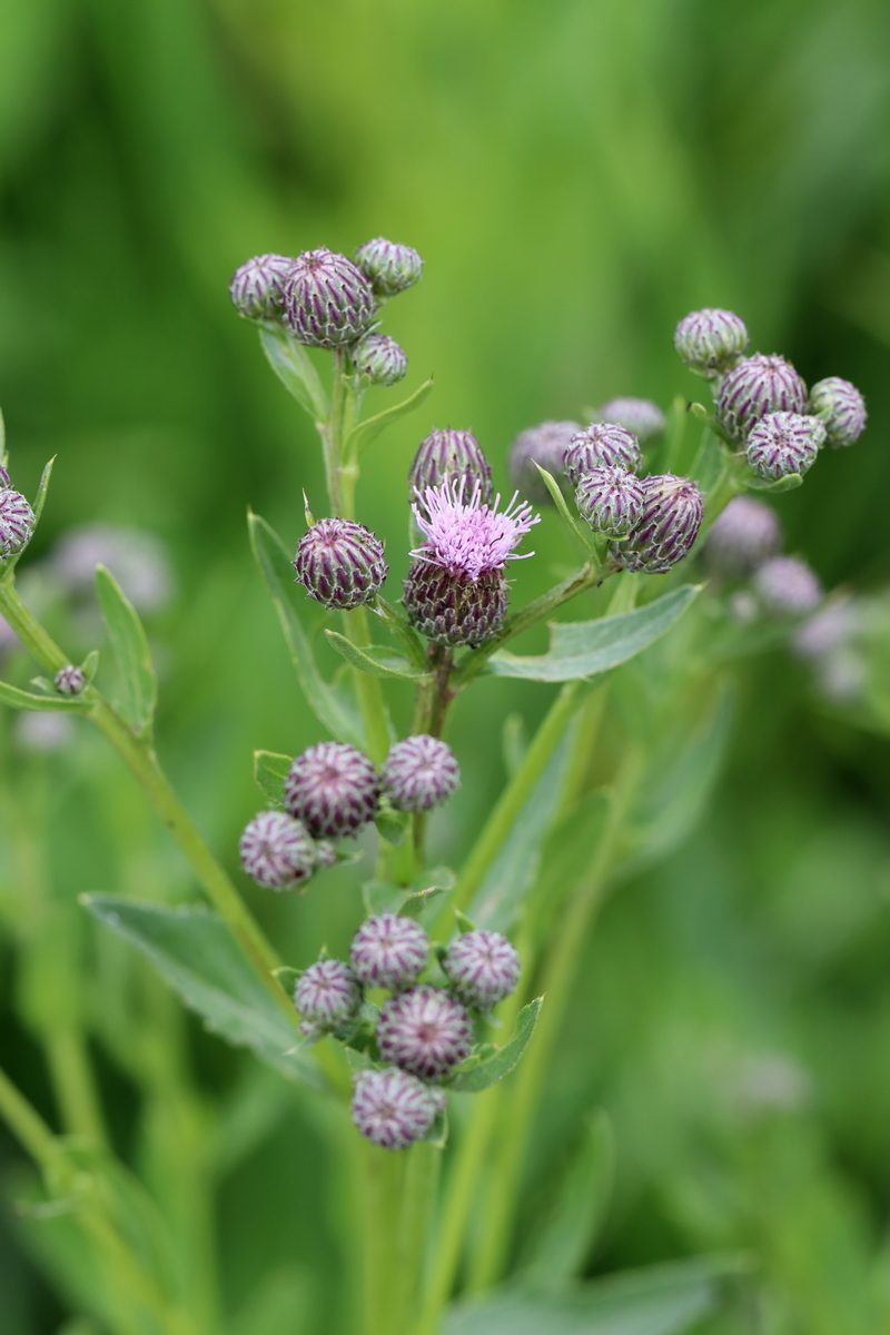 Image of Cirsium setosum specimen.