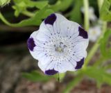 Nemophila maculata. Цветок. Коми, окр. г. Сыктывкар, пос. Максаковка, дачный участок. 05.07.2019.