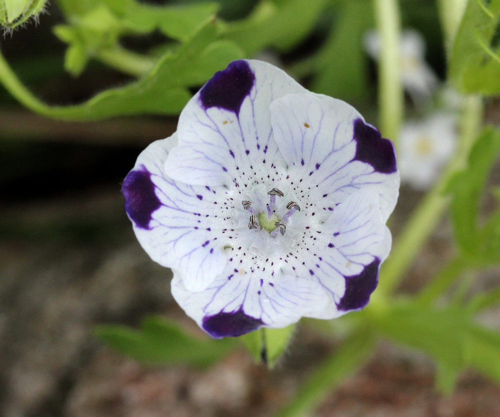 Image of Nemophila maculata specimen.