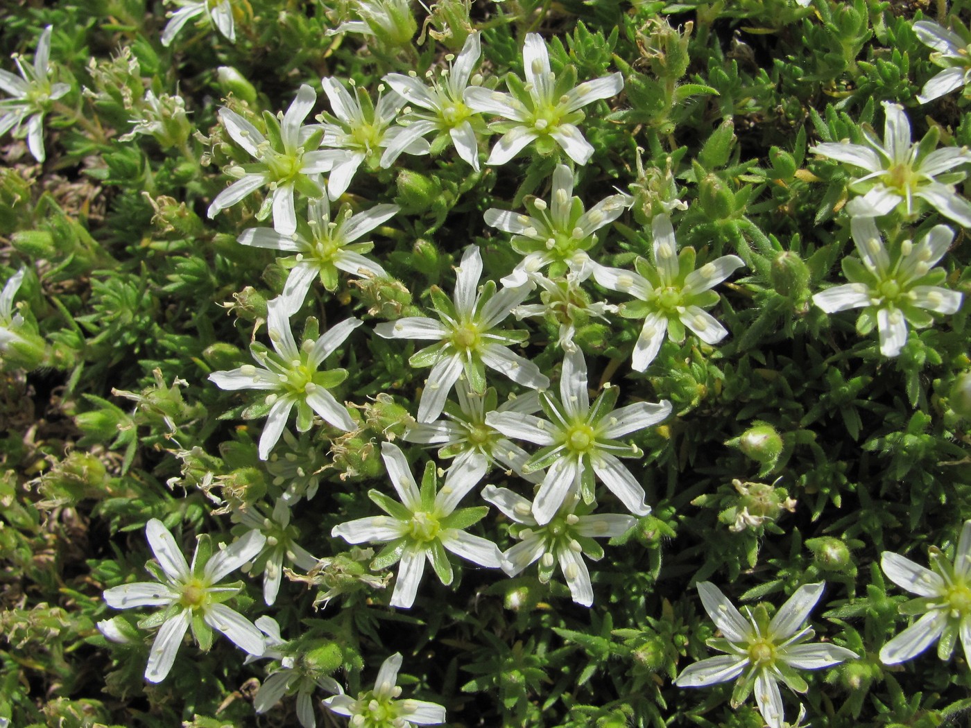 Image of Minuartia inamoena specimen.