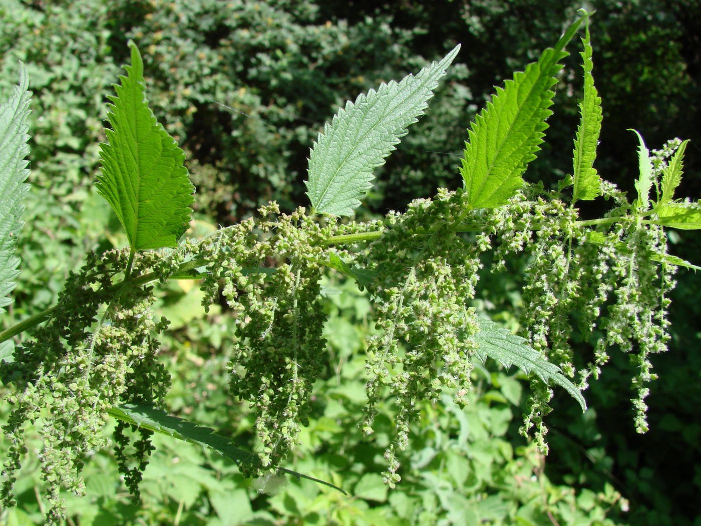 Image of Urtica dioica specimen.