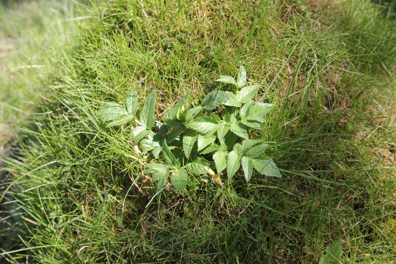 Image of Archangelica decurrens specimen.