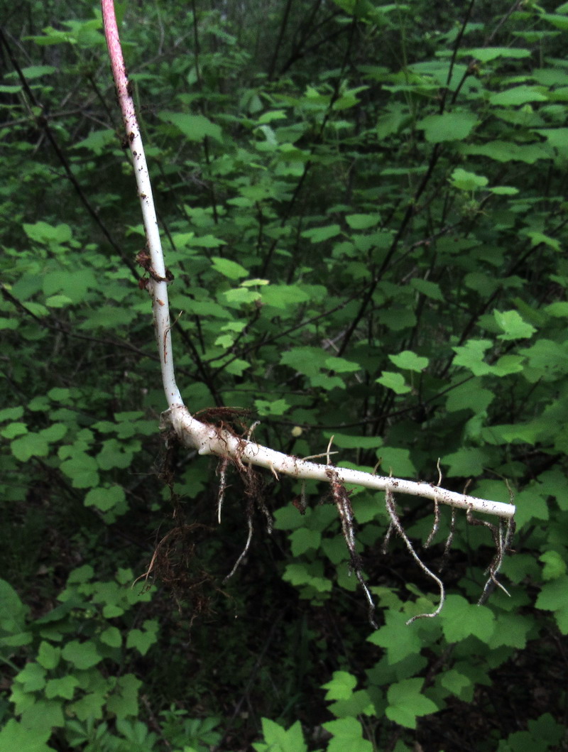 Изображение особи Polygonatum humile.