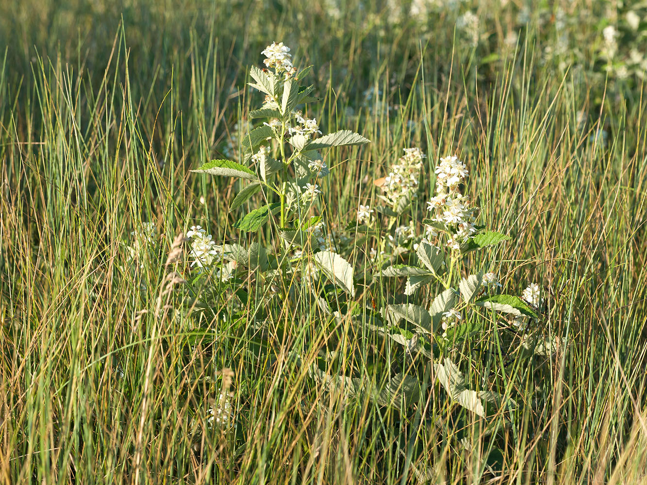 Image of Rubus candicans specimen.