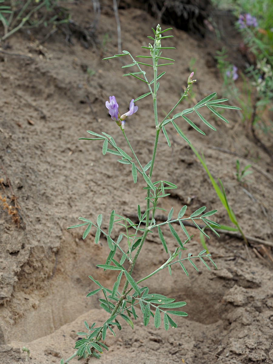 Image of Astragalus arenarius specimen.