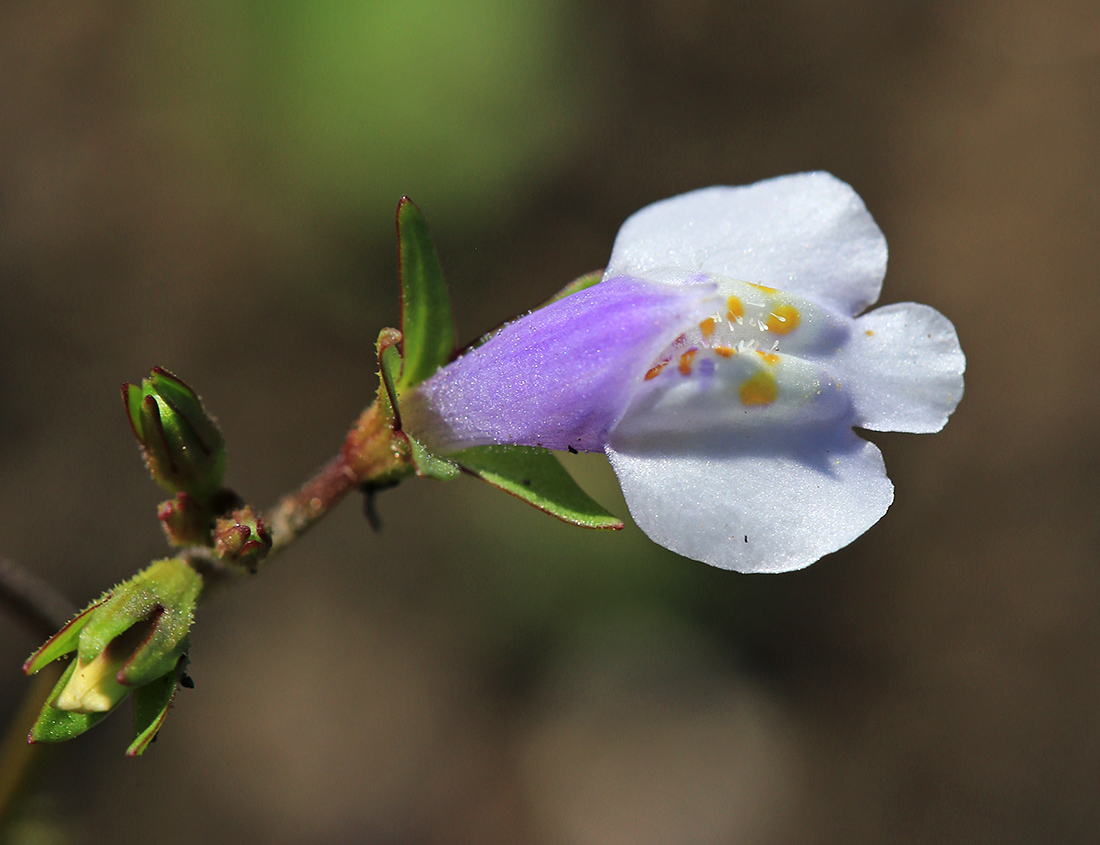 Image of Mazus pumilus specimen.