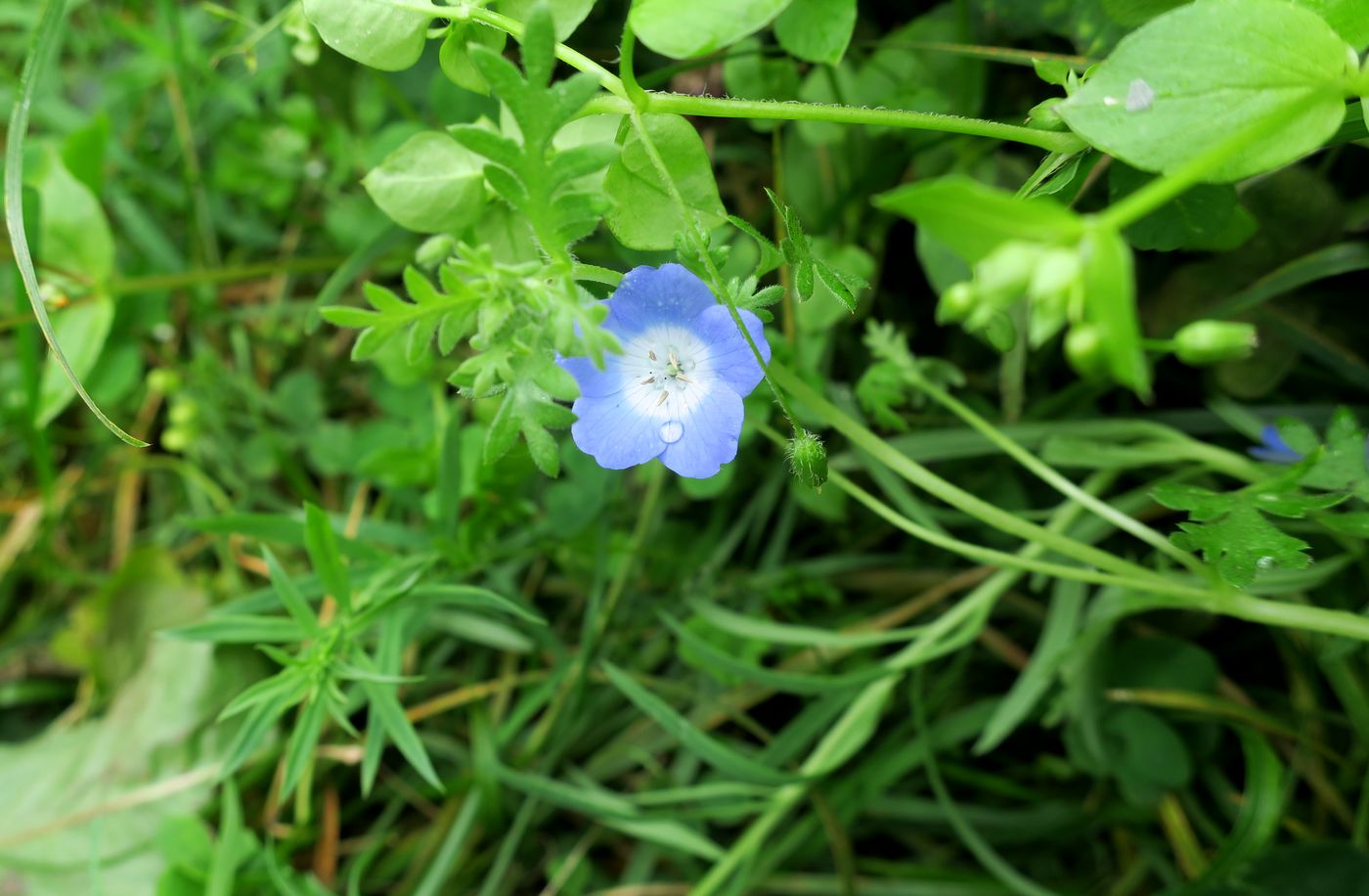 Image of Nemophila menziesii specimen.