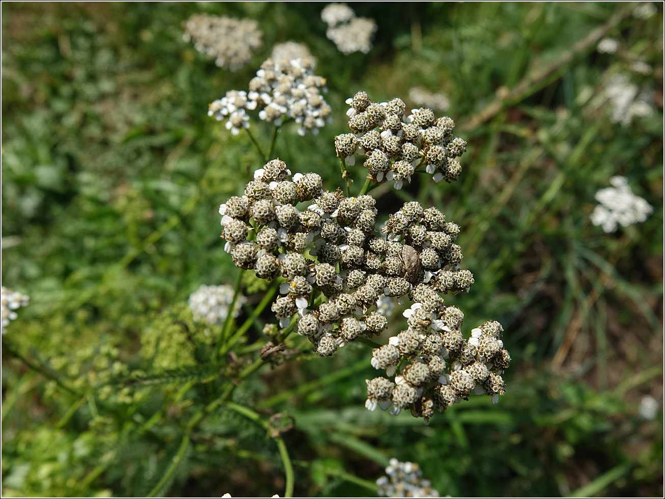 Изображение особи Achillea millefolium.