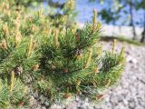 Pinus sylvestris. Верхушка ветви с молодыми побегами и микростробилами. Карелия, Ладожское озеро, северо-западный берег о. Селькямарьянсаари, галечный пляж. 14.06.2021.