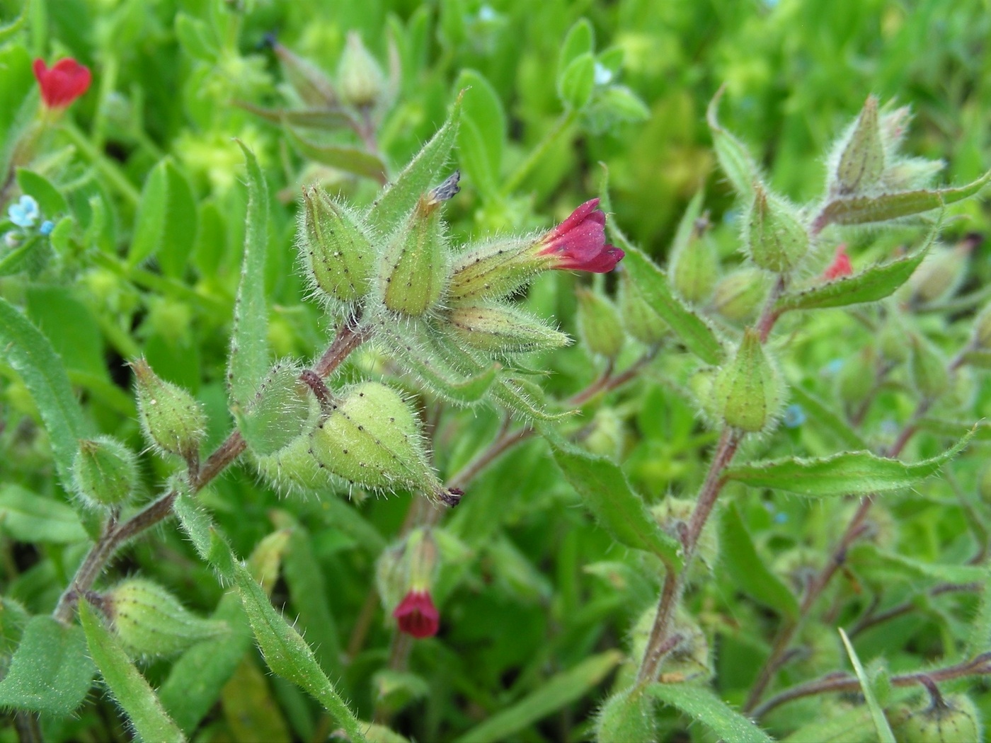 Image of Nonea caspica specimen.