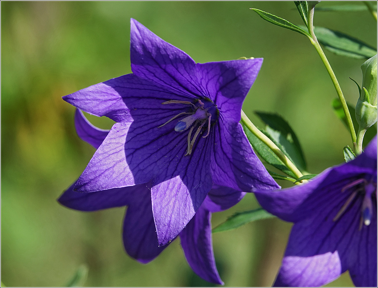 Image of Platycodon grandiflorus specimen.