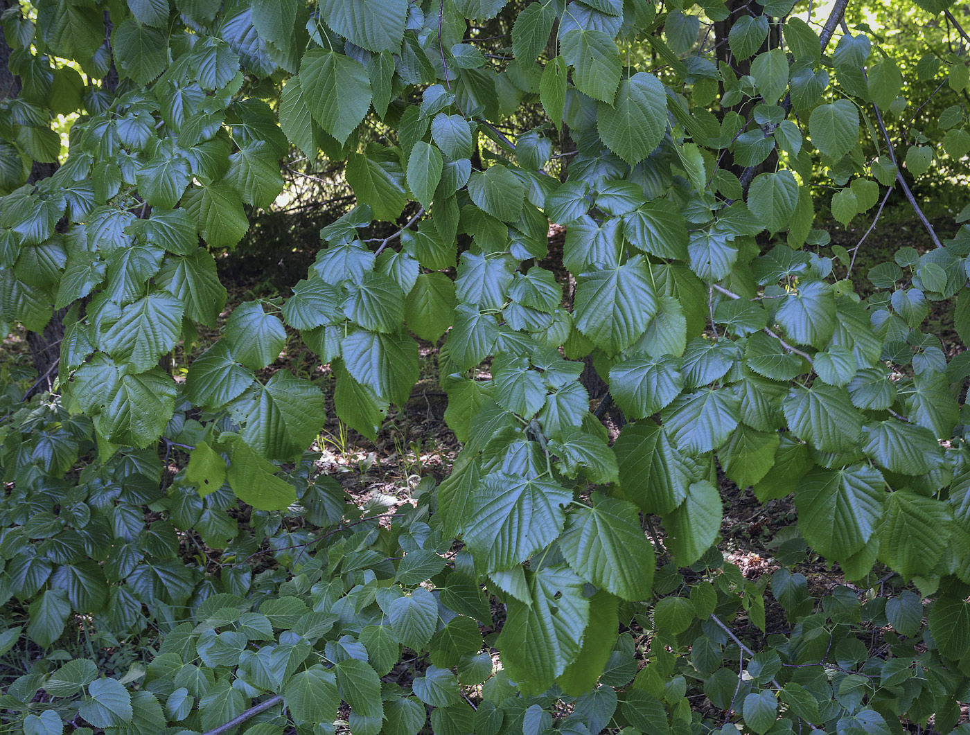 Image of genus Tilia specimen.