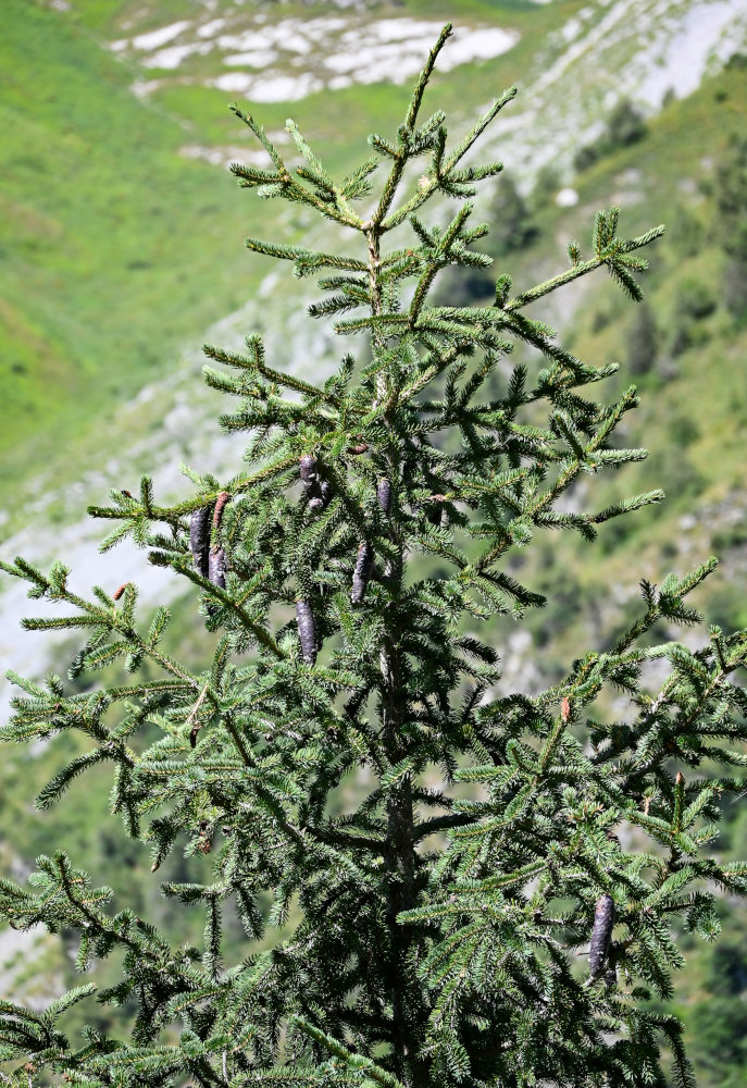 Image of Picea schrenkiana specimen.