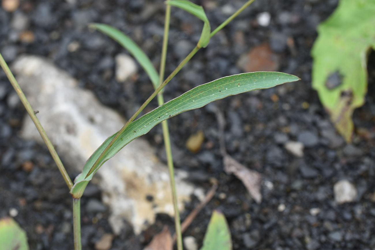 Image of genus Bupleurum specimen.