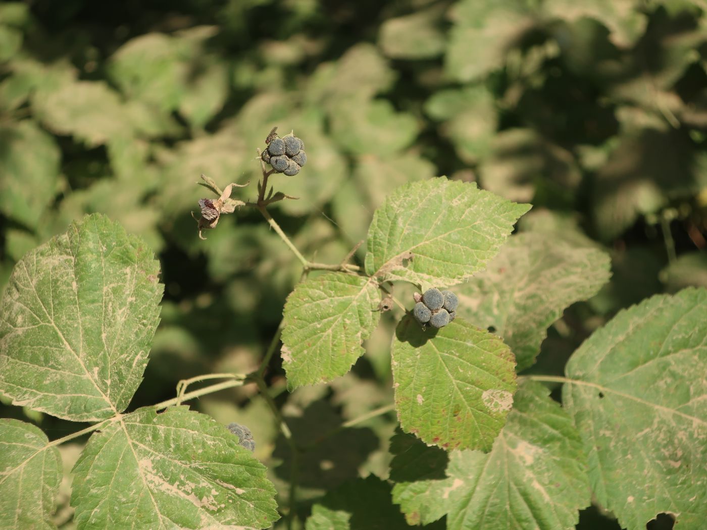 Image of Rubus caesius specimen.