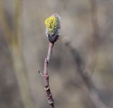 род Salix. Верхушка цветущей веточки. Пермский край, Кунгурский р-н, окр. дер. Дейково, окр. ур. Греховская гора, берег р. Сылва. 15.04.2023.