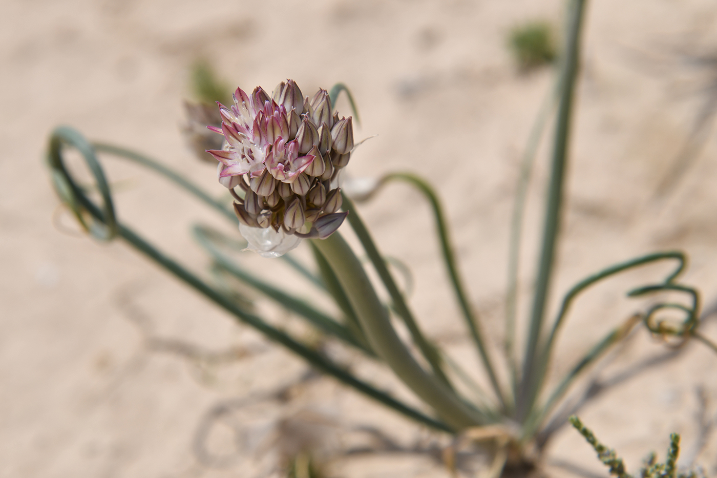 Image of Allium michaelis specimen.