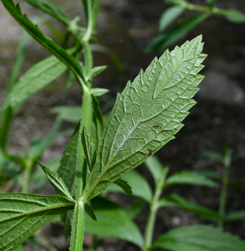 Image of Verbena litoralis specimen.