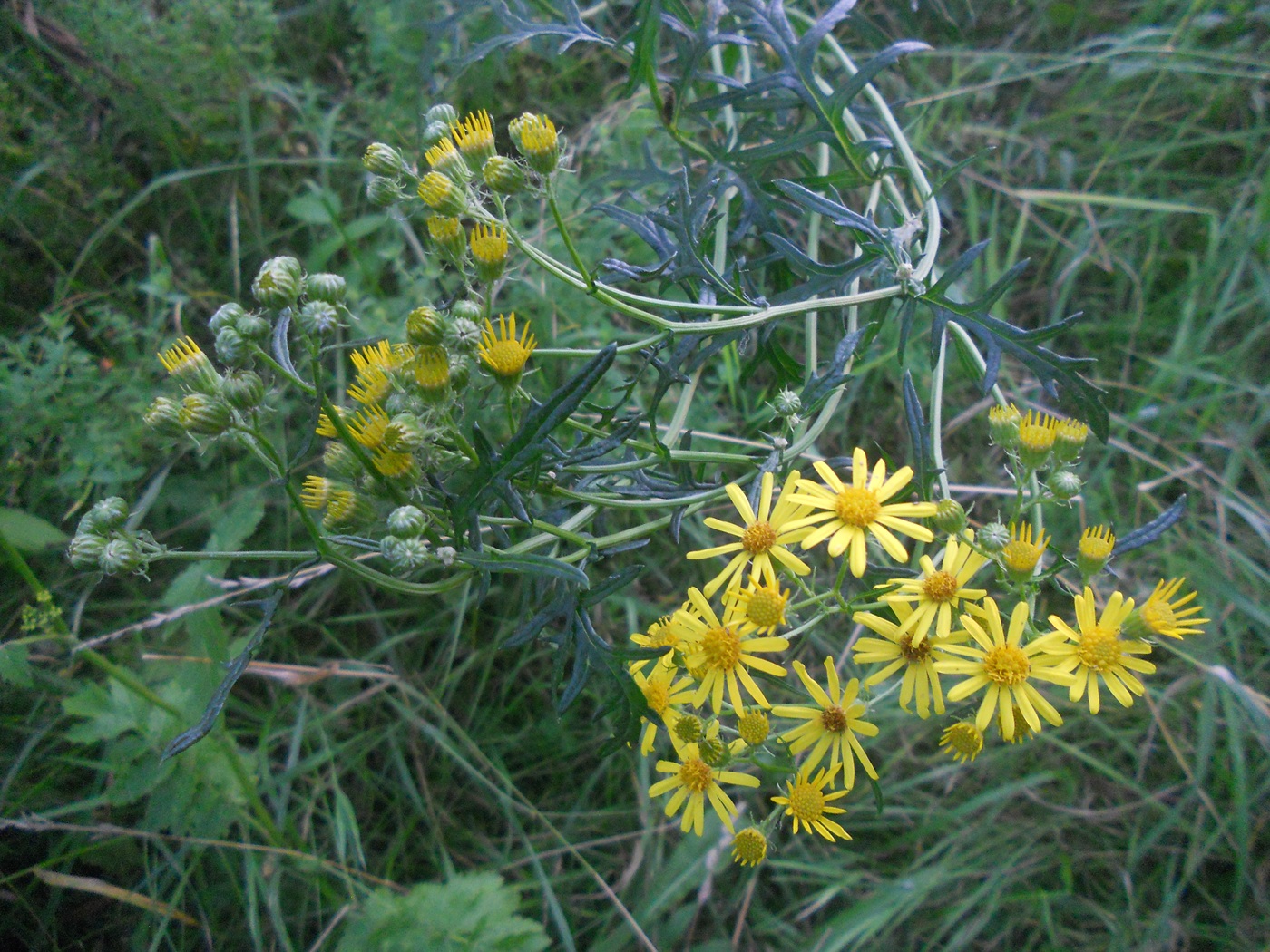 Image of Senecio jacobaea specimen.