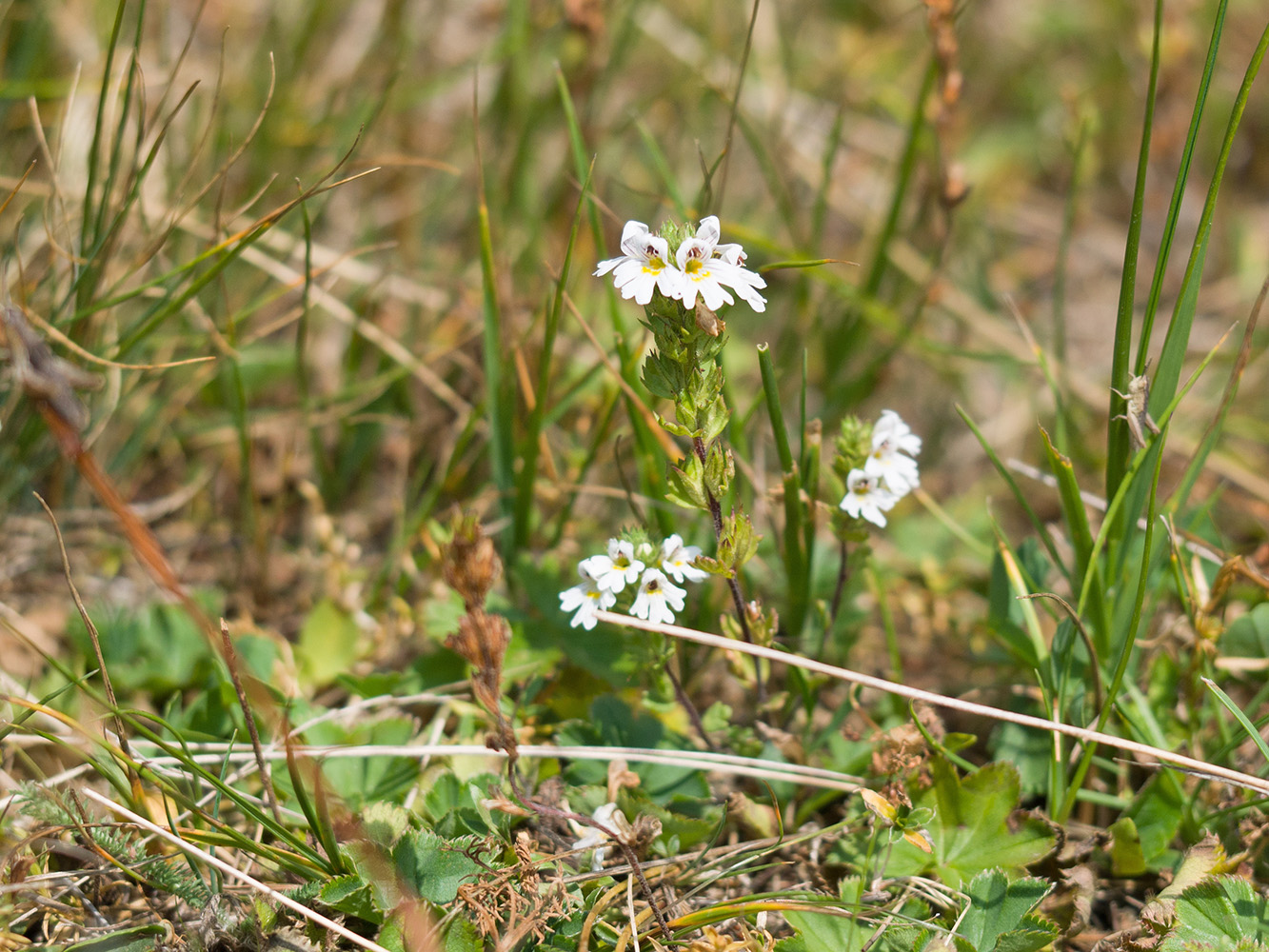 Изображение особи Euphrasia alboffii.