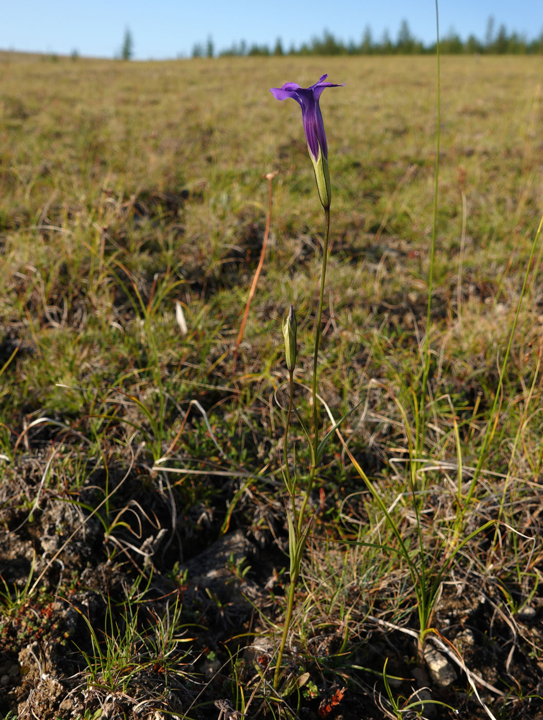 Изображение особи Gentianopsis barbata.