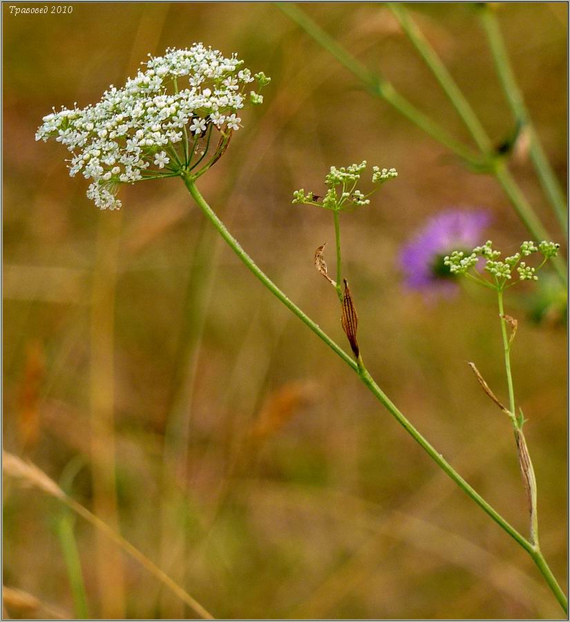 Image of Pimpinella saxifraga specimen.