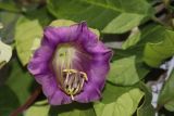 Cobaea scandens