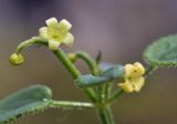 Rubia cordifolia. Верхушка побега с соцветием с цветком и бутоном. Приморье, Хасанский р-н, окр. Славянского гор. пос., юго-восточная сторона полуострова, тропа вдоль скального обрыва. 09.10.2023.