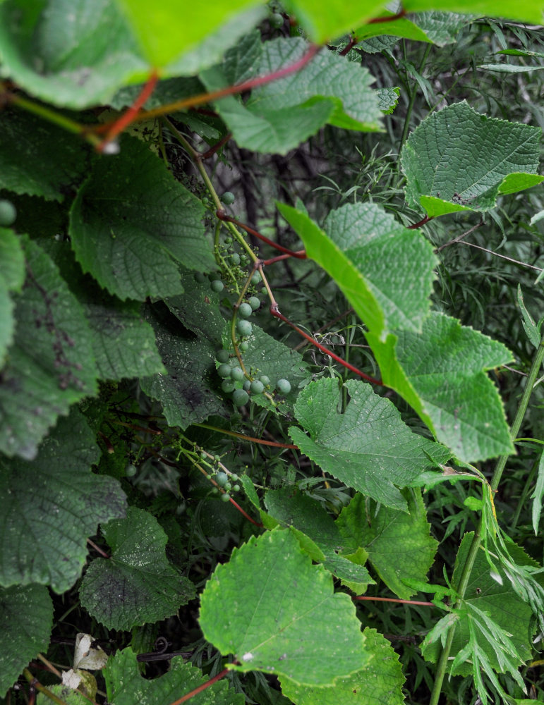 Image of Vitis amurensis specimen.