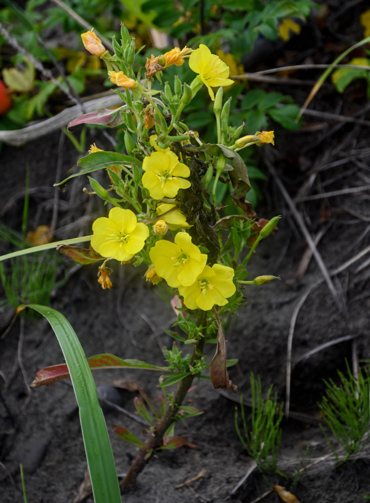 Изображение особи Oenothera biennis.