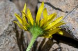 Doronicum oblongifolium