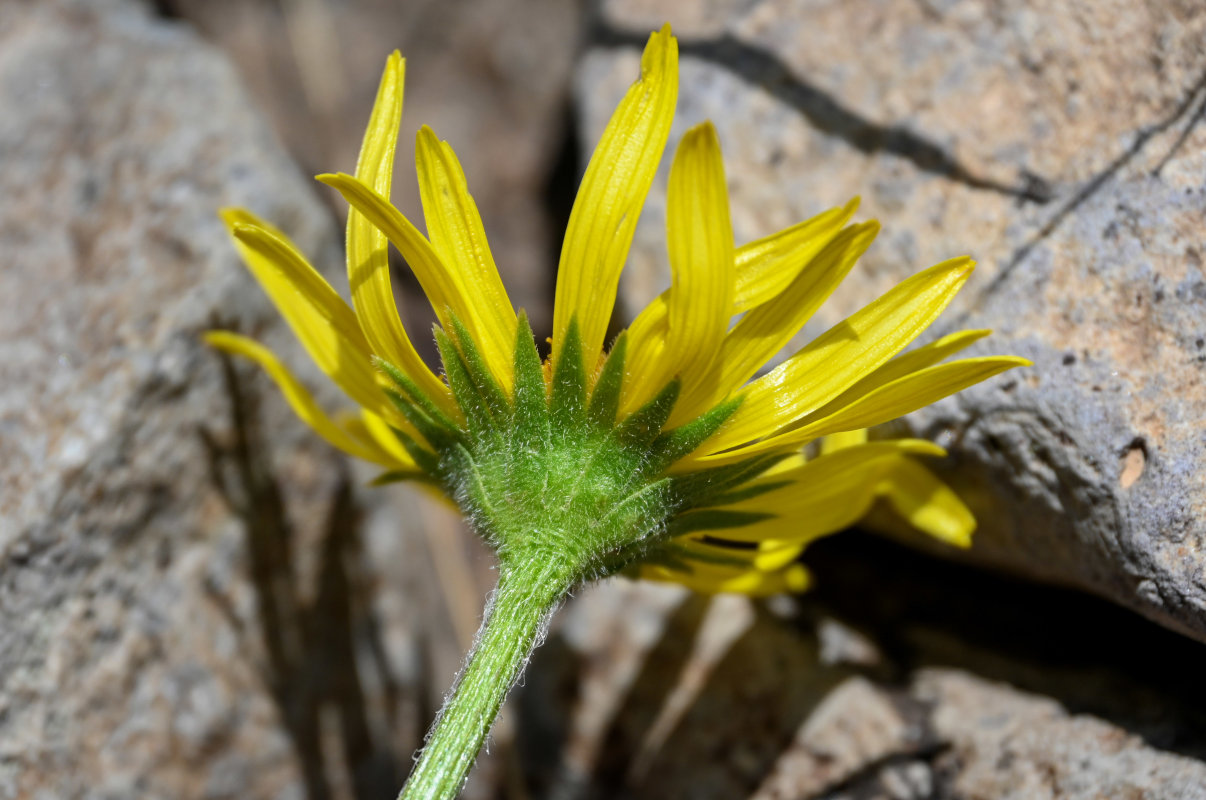 Image of Doronicum oblongifolium specimen.