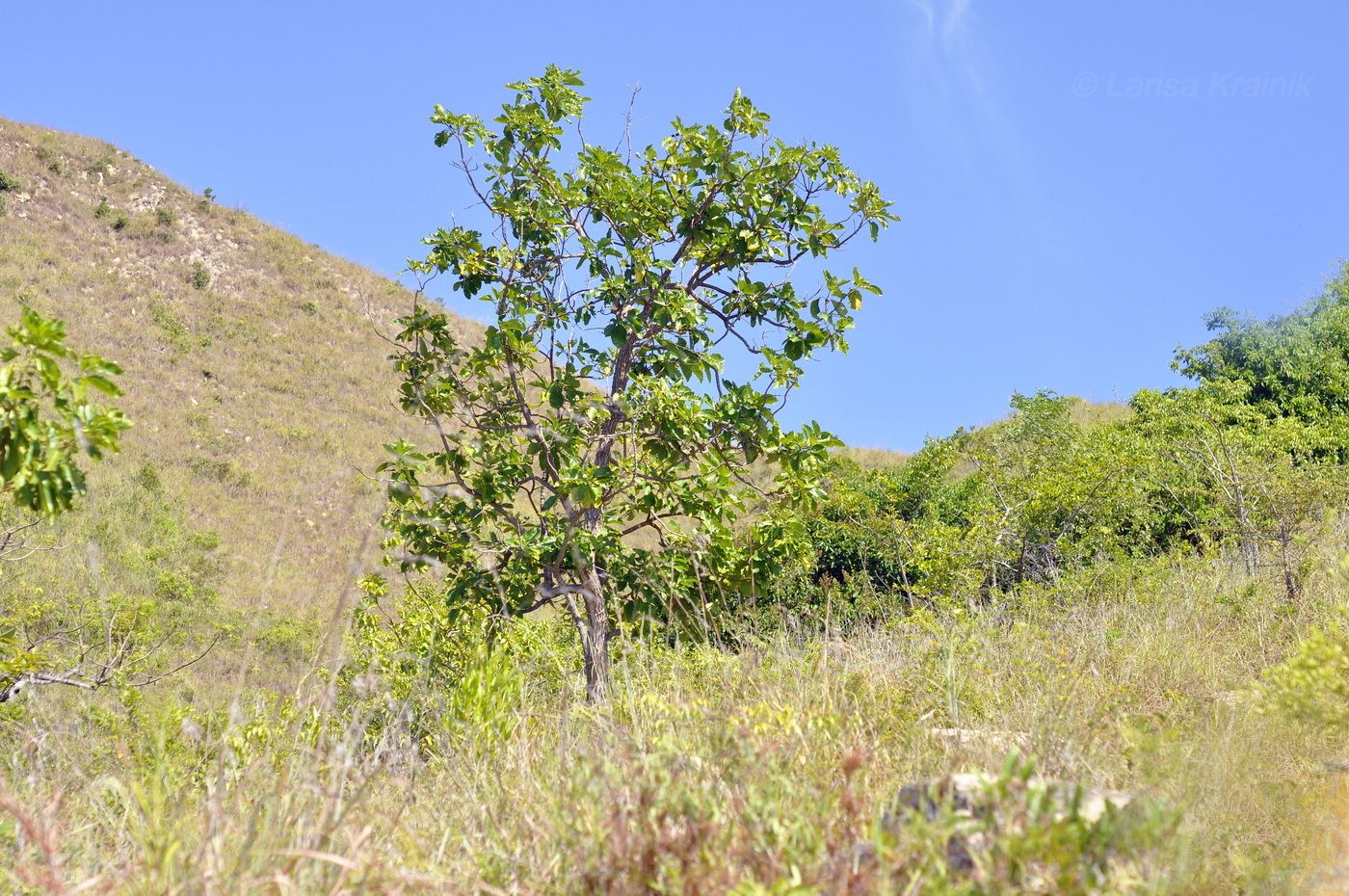 Image of genus Morinda specimen.