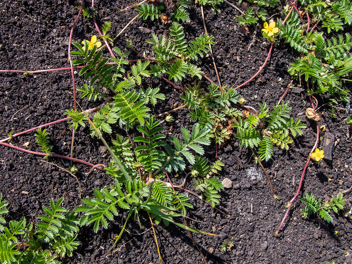 Image of Potentilla anserina specimen.