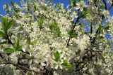 Смотреть изображение Prunus domestica