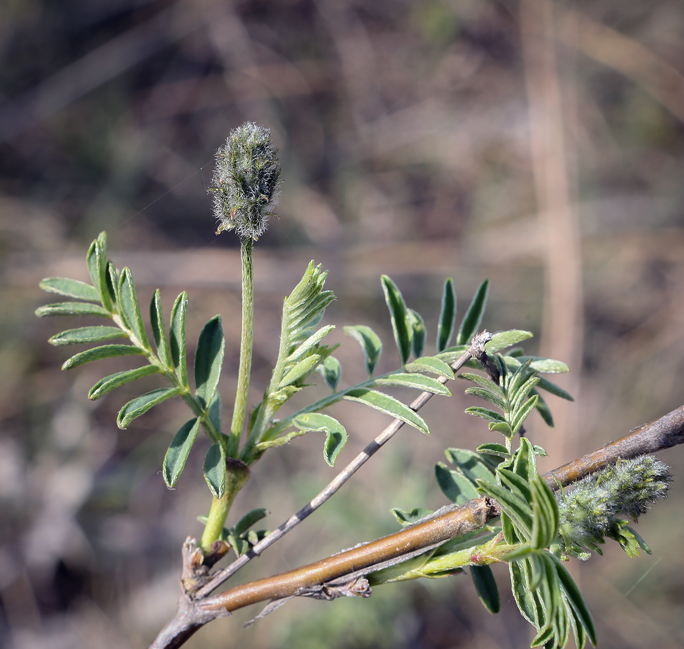 Изображение особи Astragalus cornutus.