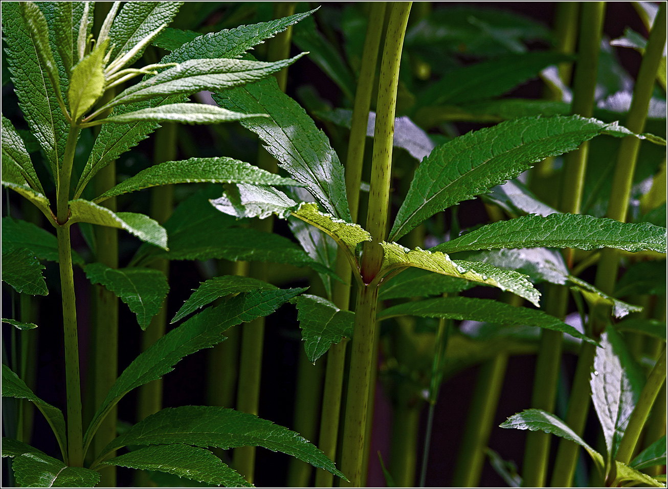 Image of genus Eupatorium specimen.