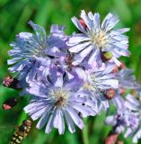 Lactuca sibirica