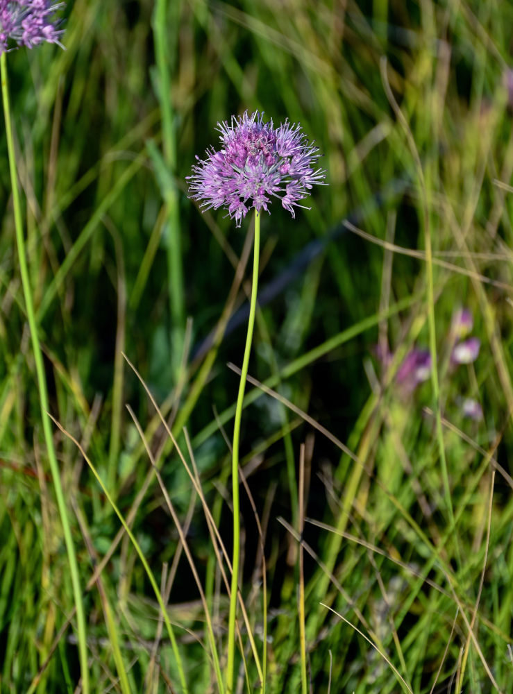 Изображение особи Allium lineare.