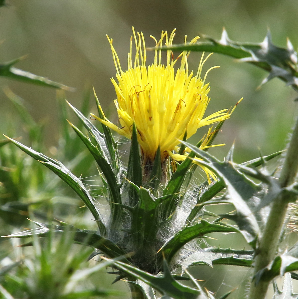 Изображение особи Carthamus lanatus.