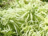 Sphagnum squarrosum