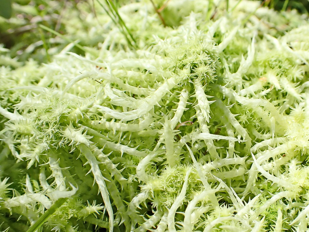 Изображение особи Sphagnum squarrosum.