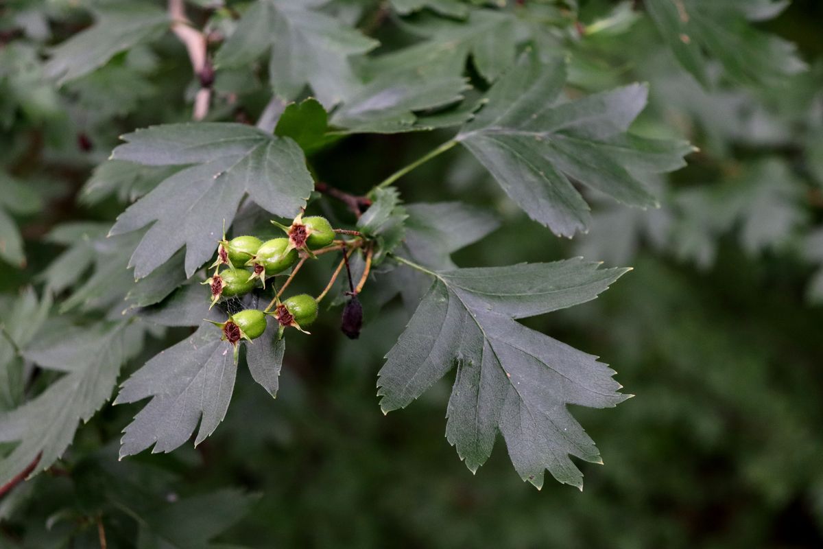 Image of Crataegus rhipidophylla specimen.