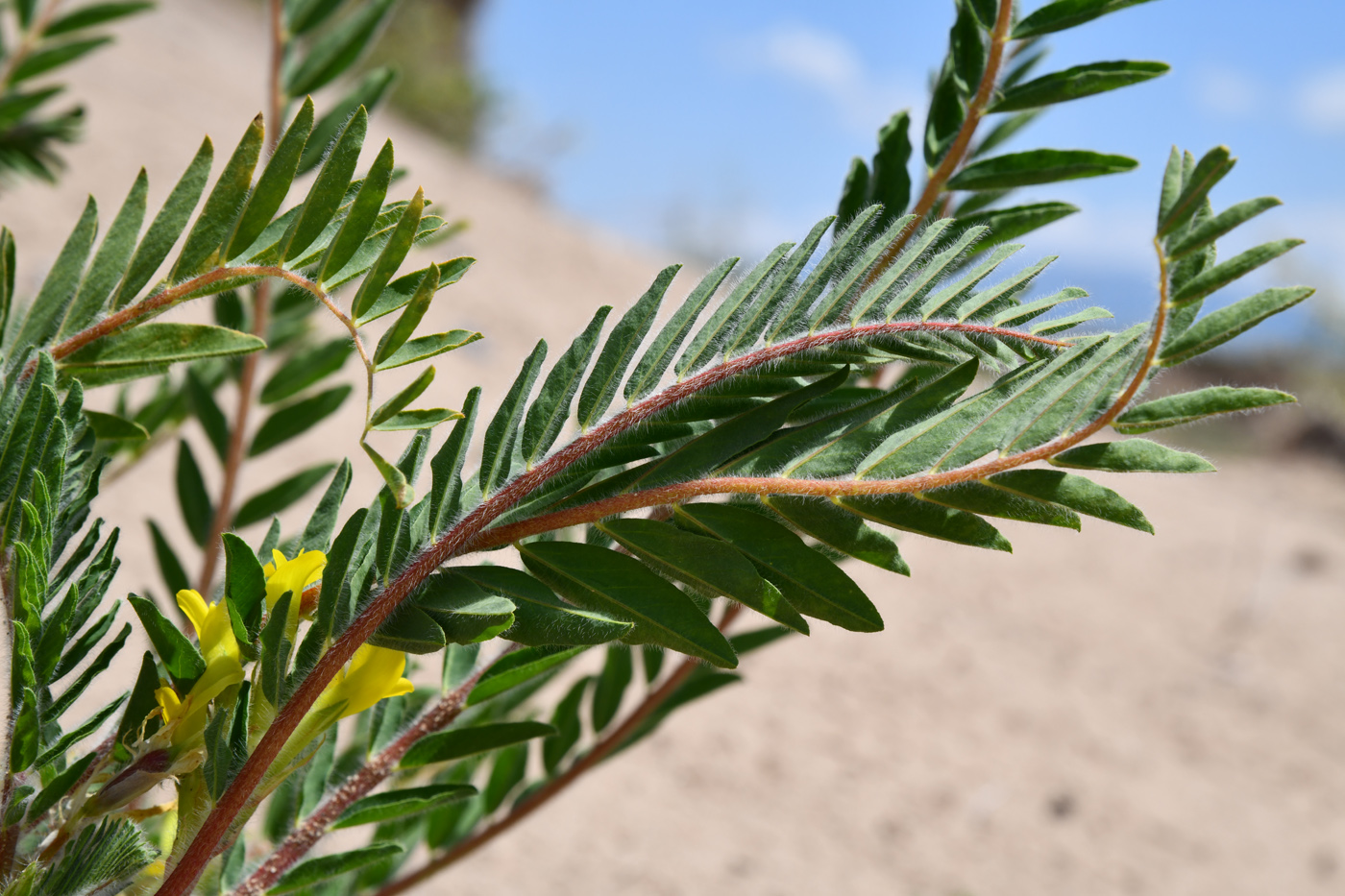 Image of Astragalus rubtzovii specimen.