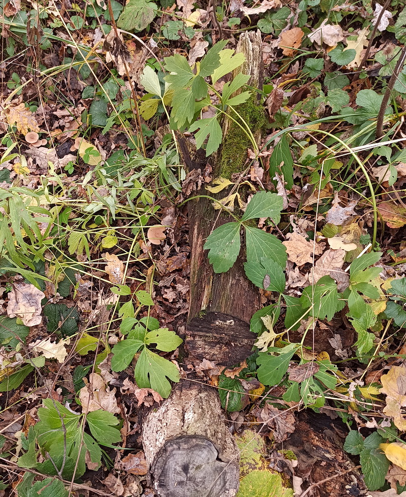 Image of genus Rudbeckia specimen.