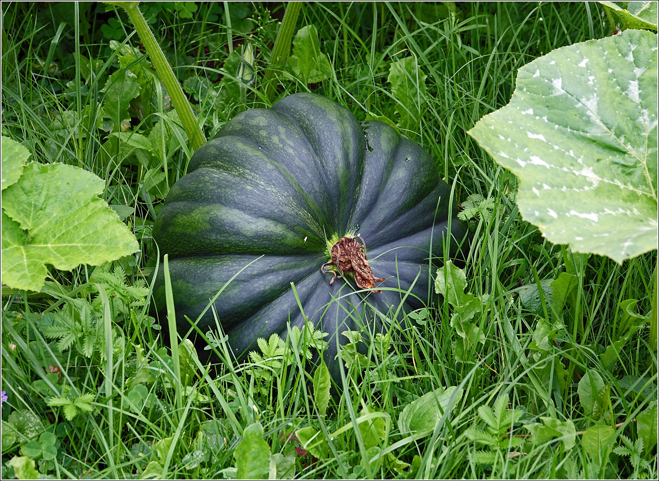 Image of Cucurbita pepo specimen.