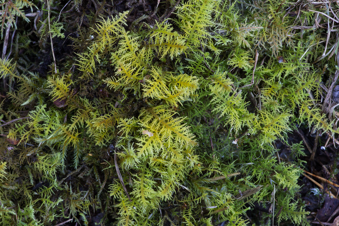 Image of Thuidium recognitum specimen.