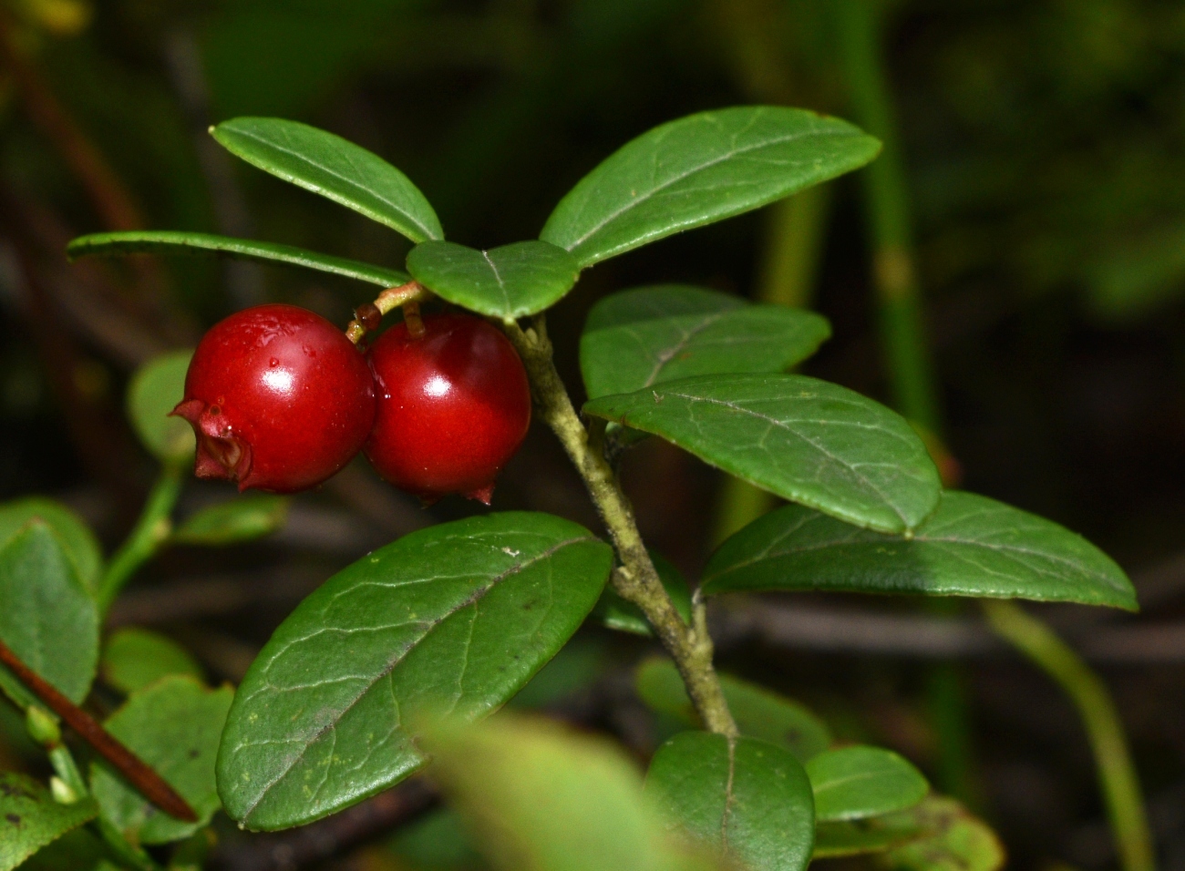 Image of Vaccinium vitis-idaea specimen.