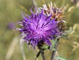 Centaurea nigra. Соцветие. Испания, автономное сообщество Каталония, провинция Жирона, комарка Рипольес, муниципалитет Мольо, окр. перевала Коль-де-Арес (1513 м н.у.м), склон северной экспозиции, смешанный лес. 15.09.2024.