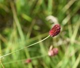 Sanguisorba officinalis. Верхушка цветущего растения. Липецкая обл., Данковский р-н, окр. дер. Масловка, 1,5 км выше устья р. Паники, правый борт балки Паники, луг. 3 августа 2024 г.